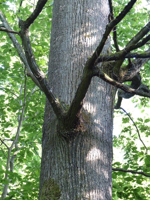 Ein Hirschgeweih im Baum...