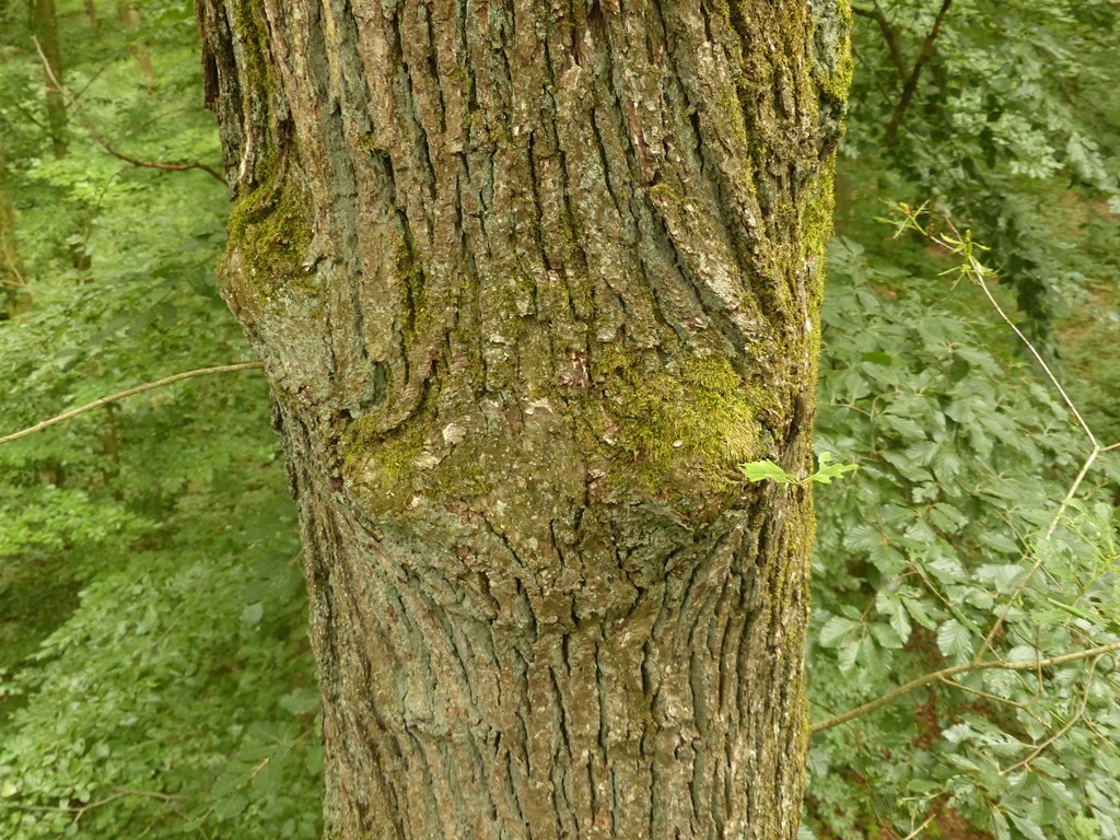 ...Baumgesicht mit weit offenem Mund...ein Gähnen?